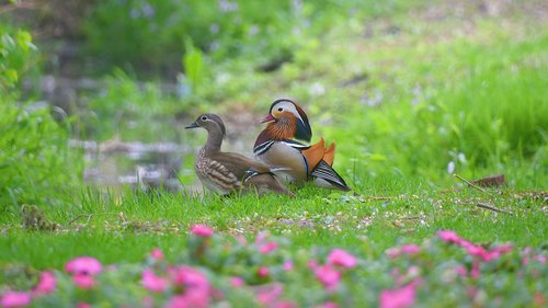 mandarin duck  beautiful  birds and flowers