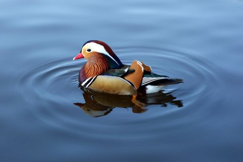 mandarin duck duck mandarin