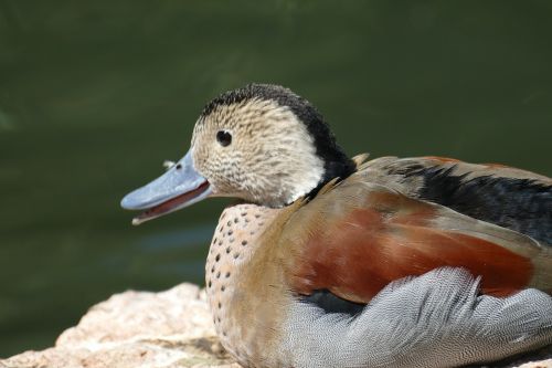 mandarin ducks pond water bird