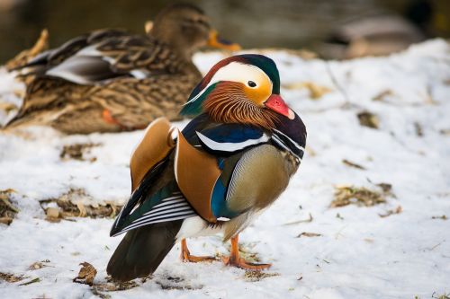 mandarin ducks duck aix galericulata