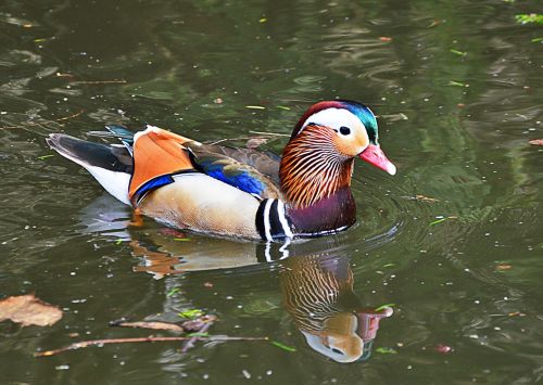 mandarin ducks water colorful