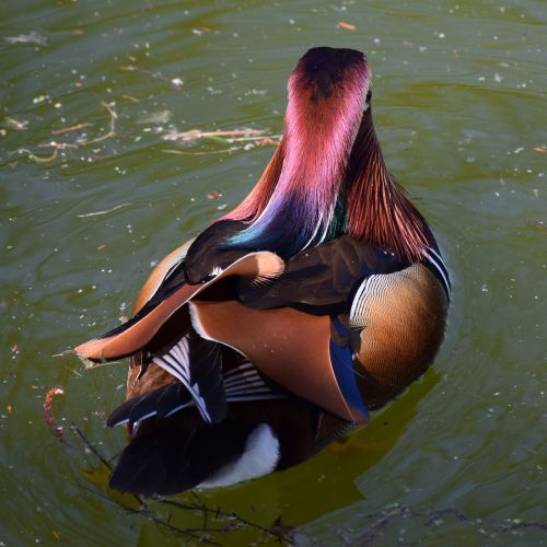 mandarin ducks colorful nature