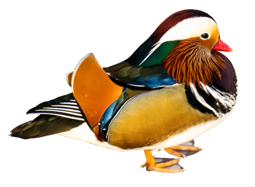 mandarin ducks animal colorful
