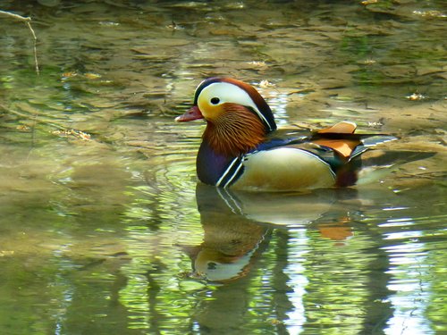 mandarin ducks  duck bird  aix galericulata