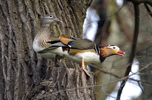 mandarin ducks  nest  couple