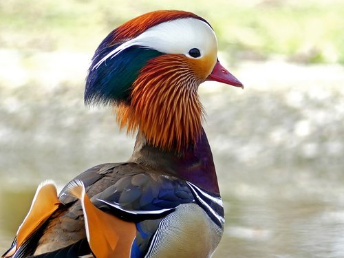 mandarin ducks  duck  water bird