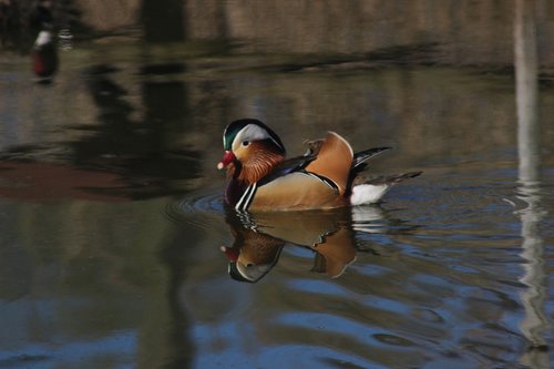 mandarin ducks  swim  water bird