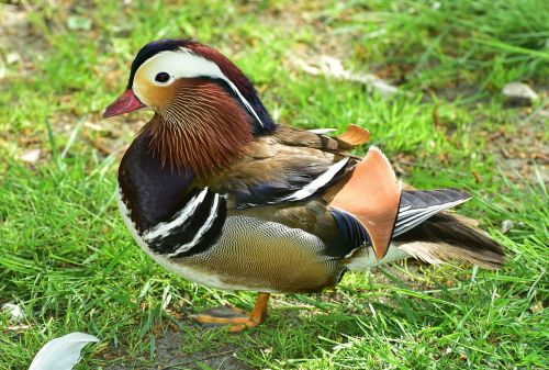 mandarin ducks duck bird
