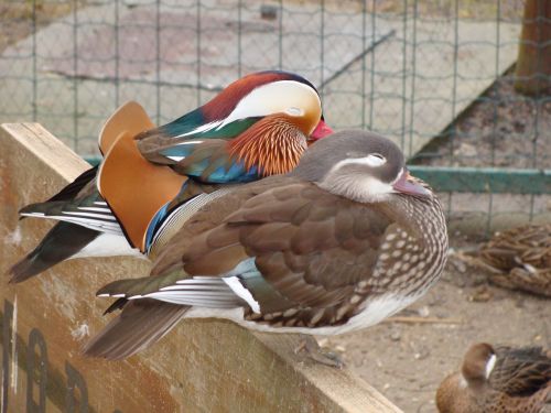 mandarin ducks ducks pair