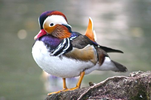 mandarin ducks duck duck bird