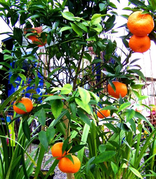 mandarine mandarin harvest fruit