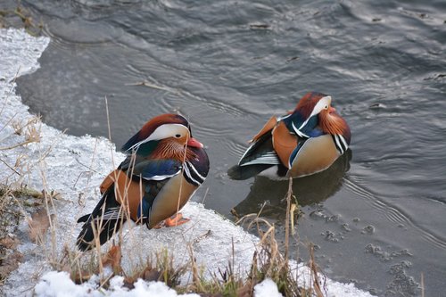 mandarinente  nature  water bird