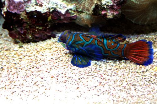 mandarinfish tropical tank