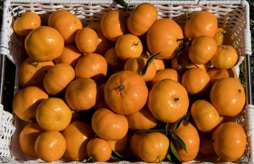 mandarins citrus fruit