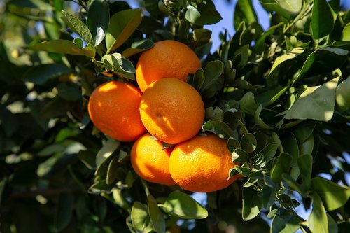 mandarins  citrus  fruit