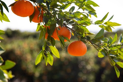 mandarins  citrus  fruit
