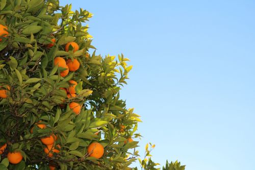 mandarins citrus oranges