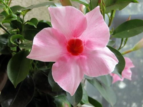 mandevilla flower pink