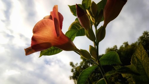 mandeville  flower  bloom