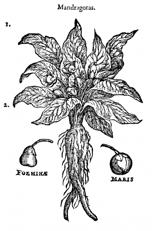 mandrake plant health