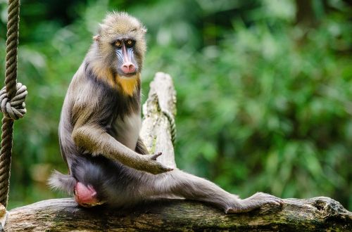 mandrill primate monkey