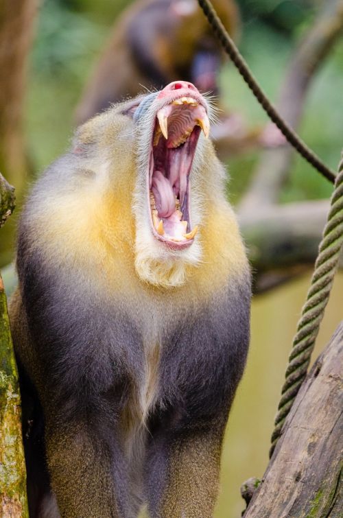 mandrill trying to yawn portrait