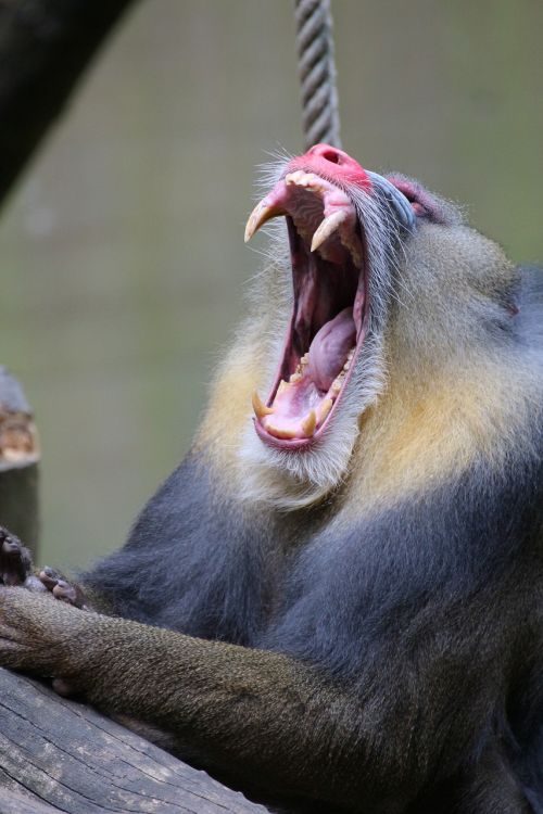 mandrill zoo animal