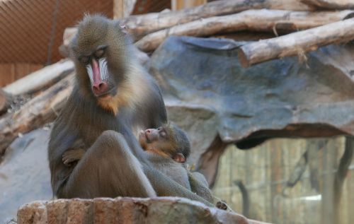 mandrill old world monkey primate