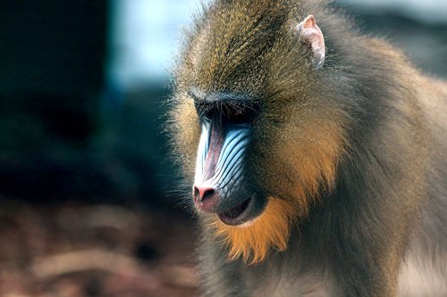 mandrill  primacy  monkey