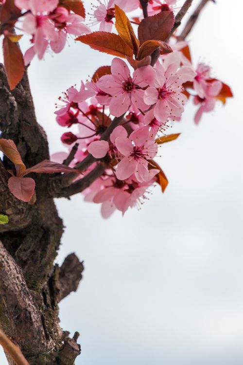 mandulavirág almond flowers