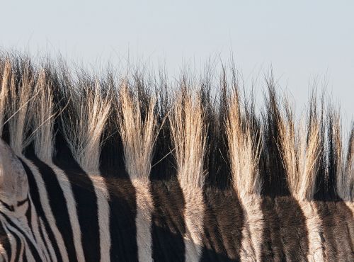 Mane Of Zebra