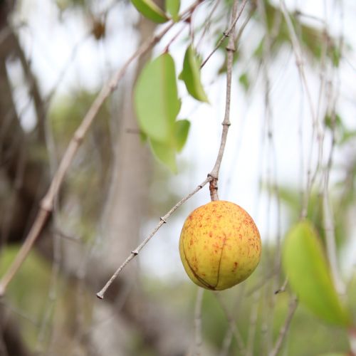 mangaba sergipe mangabeira