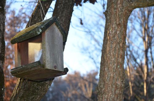 manger birds nest box