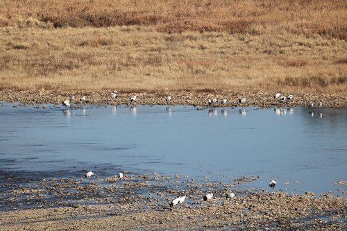 mangjae rapids  dmz  limjinriver