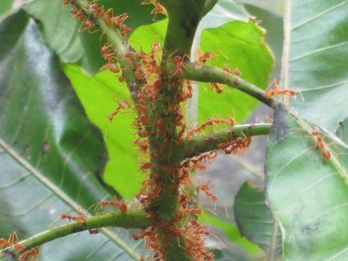 mango leaves ants