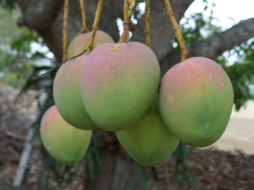 mango tropical fruit