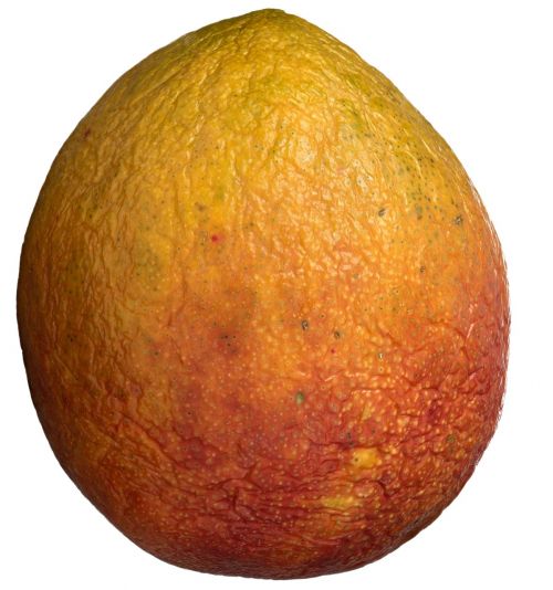 mango fruit ripe