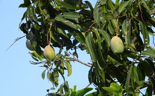 mango fruit mangifera indica
