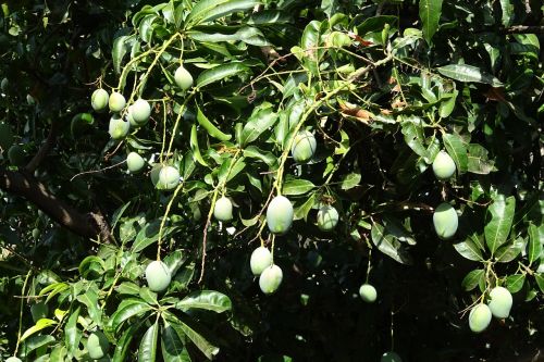 mango fruit mangifera indica