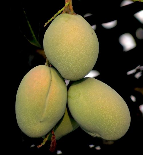 mango fruit natural