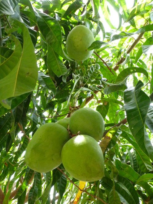 mango green tree