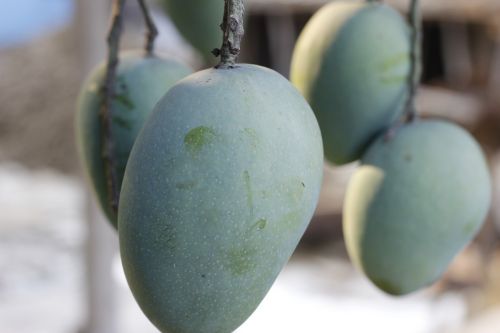 mango raw tree