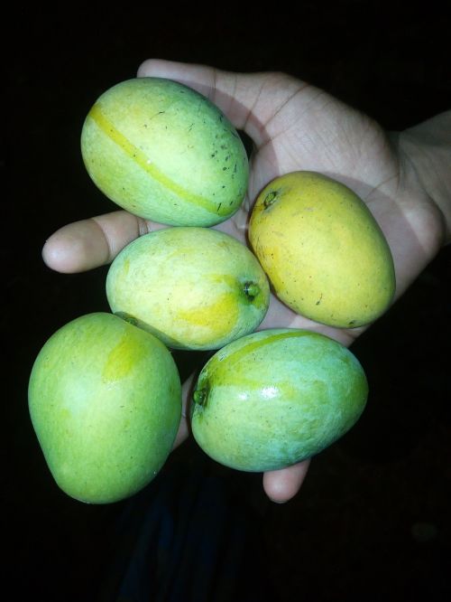 mango fruits nature