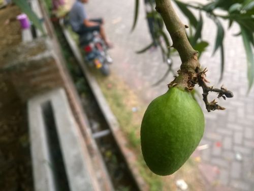 mango fruit green
