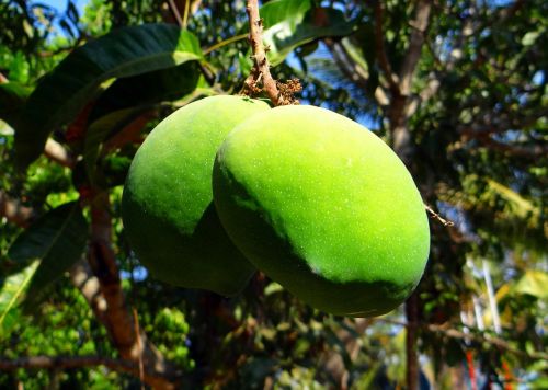 mango mangifera indica fruit