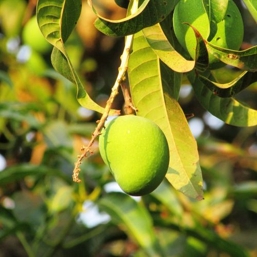 mango fresh mango dharwad