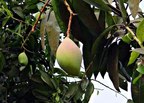 mango totapuri high-yield