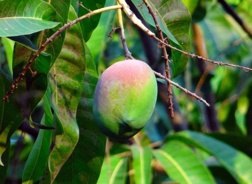 mango mangifera indica about ripe
