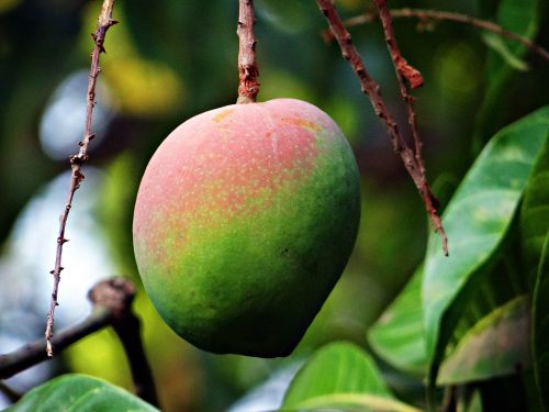 mango mangifera indica about ripe