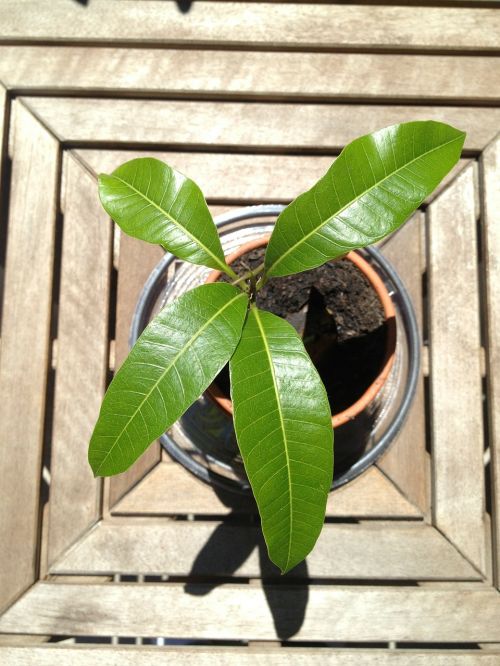 mango seedling pot